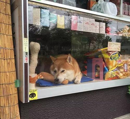 日本柴犬店员