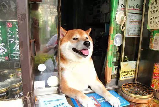 日本柴犬店员