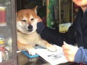 日本柴犬店员