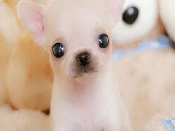 小吉娃娃图片大全,小吉娃娃萌宠图片集锦