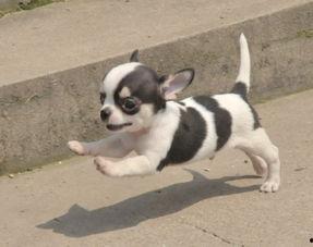 小吉娃娃图片大全,小吉娃娃萌宠图片集锦