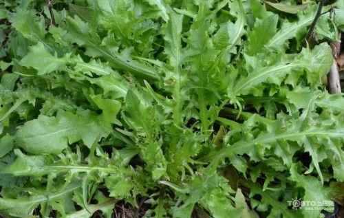 野生人生菜图片大全