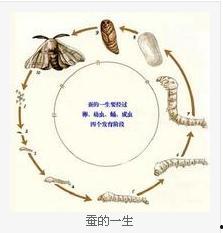 蚕的一生图片,从卵到丝的奇妙旅程