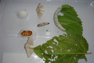 蚕的一生图片,从卵到丝的奇妙旅程